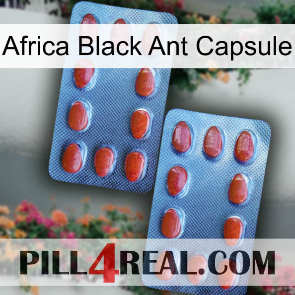 Africa Black Ant Capsule 05.jpg